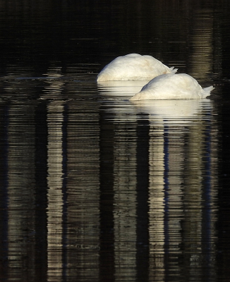 <i class='fa fa-user'></i> sieb |   Knobbelzwaan  <i class='fa fa-eye'> 246</i>  <i class='fa fa-thumbs-up'> 19</i>   <i class='fa fa-comment-o'> 10</i>