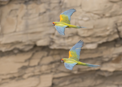 <i class='fa fa-user'></i> Lennart Verheuvel |   Roodwangara  <i class='fa fa-eye'> 281</i>  <i class='fa fa-thumbs-up'> 14</i>   <i class='fa fa-comment-o'> 14</i>