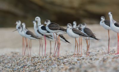 <i class='fa fa-user'></i> LeerdammerKees |   Steltkluut  <i class='fa fa-eye'> 414</i>  <i class='fa fa-thumbs-up'> 27</i>   <i class='fa fa-comment-o'> 14</i>