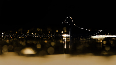 <i class='fa fa-user'></i> thijsglastra |   Rosse Franjepoot  <i class='fa fa-eye'> 330</i>  <i class='fa fa-thumbs-up'> 18</i>   <i class='fa fa-comment-o'> 18</i>