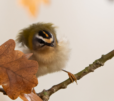 Afgelopen vrijdag zag ik tijdens een wandeling een vuurgoudhaantjes. De volgende ben ik teruggegaan om te proberen het vuurgoudhaantje op de foto te krijgen. Dat viel niet mee: of de vogel er niet goed op, of een storend takje. Deze foto gekozen vanwege de houding (veren uitschudden). Ook omdat ik de kleuren van de vogel mooi vind passen bij die van de bladeren.