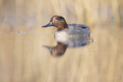 <i class='fa fa-user'></i> Luc Meert |   Wintertaling  <i class='fa fa-eye'> 341</i>  <i class='fa fa-thumbs-up'> 20</i>   <i class='fa fa-comment-o'> 16</i>