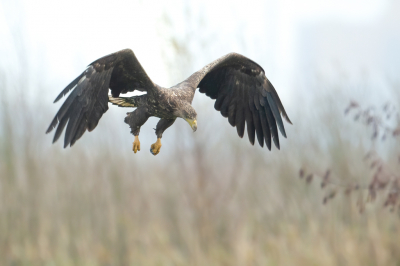 <i class='fa fa-user'></i> anevanrees |   Zeearend  <i class='fa fa-eye'> 383</i>  <i class='fa fa-thumbs-up'> 18</i>   <i class='fa fa-comment-o'> 10</i>