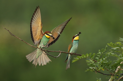 <i class='fa fa-user'></i> thijsglastra |   Bijeneter  <i class='fa fa-eye'> 458</i>  <i class='fa fa-thumbs-up'> 26</i>   <i class='fa fa-comment-o'> 15</i>