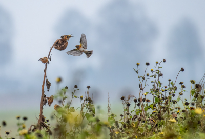 dit jaar zijn er grote aantallen kepen in de omgeving van Hardenberg, die foerageren op aangelegde vogelakkers . Het is af en toe dringen geblazen om bij de zonnepitten te komen.