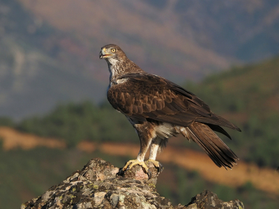 In het hooggebergte van Extremadura doet een koppel Bonelli's regelmatig een fotohut aan vanwege het aangeboden aas. Ze hebben in de buurt op een rots gebroed maar zijn daar verjaagd door een koppel gieren.