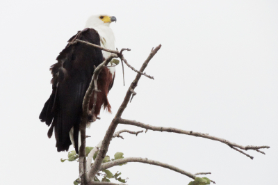 Deze Afrikaanse Zeearend zat in een vrij kale boom langs de rivier. Helaas weet ik de naam van de rivier niet meer. Er was een nogal saaie lucht. Hij zat voor mijn camera eigenlijk te ver. Al vind ik zelf de foto wel gelukt.