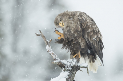 <i class='fa fa-user'></i> steppeke |   Zeearend  <i class='fa fa-eye'> 529</i>  <i class='fa fa-thumbs-up'> 43</i>   <i class='fa fa-comment-o'> 22</i>