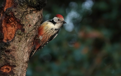 <i class='fa fa-user'></i> nelappelmelk |   Middelste Bonte Specht  <i class='fa fa-eye'> 455</i>  <i class='fa fa-thumbs-up'> 20</i>   <i class='fa fa-comment-o'> 14</i>