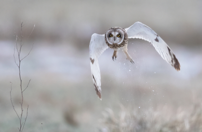 <i class='fa fa-user'></i> Ben Reitsma |   Velduil  <i class='fa fa-eye'> 548</i>  <i class='fa fa-thumbs-up'> 38</i>   <i class='fa fa-comment-o'> 21</i>