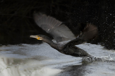 <i class='fa fa-user'></i> henksteen |   Aalscholver  <i class='fa fa-eye'> 207</i>  <i class='fa fa-thumbs-up'> 4</i>   <i class='fa fa-comment-o'> 5</i>