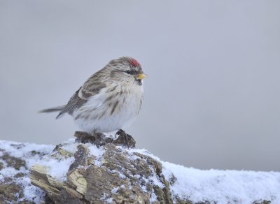 Indertijd gedetermineerd als Grote Barmsijs, hoewel er twijfel was of het geen Witstuit was en die twijfel heb ik nog steeds. Nog een plaatje uit die strenge periode in 2010.  Een beetje winter zou wel fijn zijn, maar zoals toen hoeft het ook niet. Er liepen in het Lauwersmeer meer Roerdompen over de weg dan wandelaars.........