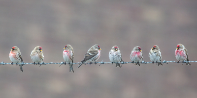 <i class='fa fa-user'></i> Annie Keizer |   Grote Barmsijs  <i class='fa fa-eye'> 576</i>  <i class='fa fa-thumbs-up'> 29</i>   <i class='fa fa-comment-o'> 23</i>