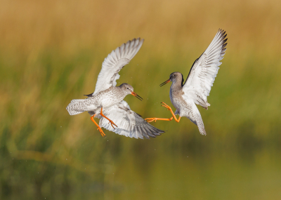 <i class='fa fa-user'></i> Katoo |   Tureluur  <i class='fa fa-eye'> 322</i>  <i class='fa fa-thumbs-up'> 24</i>   <i class='fa fa-comment-o'> 19</i>