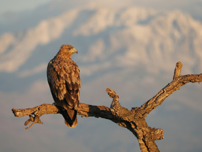 <i class='fa fa-user'></i> corvanspijk |   Spaanse Keizerarend  <i class='fa fa-eye'> 357</i>  <i class='fa fa-thumbs-up'> 18</i>   <i class='fa fa-comment-o'> 9</i>