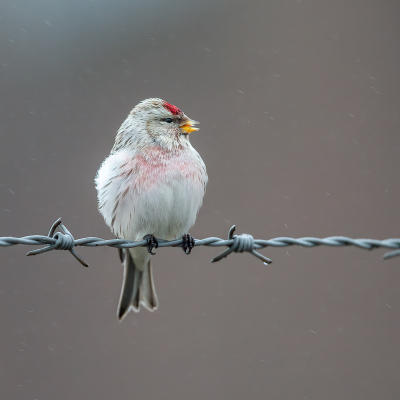 <i class='fa fa-user'></i> Annie Keizer |   Witstuitbarmsijs  <i class='fa fa-eye'> 334</i>  <i class='fa fa-thumbs-up'> 17</i>   <i class='fa fa-comment-o'> 13</i>