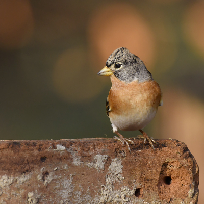 <i class='fa fa-user'></i> henkdikkers |   Keep  <i class='fa fa-eye'> 209</i>  <i class='fa fa-thumbs-up'> 18</i>   <i class='fa fa-comment-o'> 15</i>