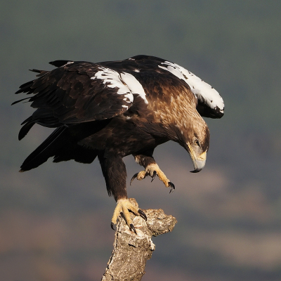 <i class='fa fa-user'></i> corvanspijk |   Spaanse Keizerarend  <i class='fa fa-eye'> 386</i>  <i class='fa fa-thumbs-up'> 18</i>   <i class='fa fa-comment-o'> 14</i>