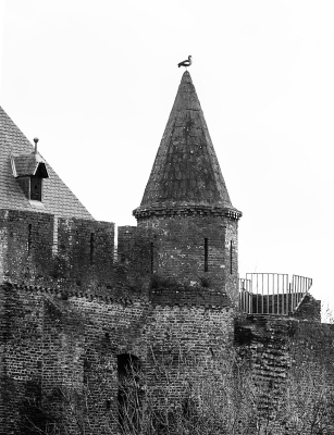 <i class='fa fa-user'></i> Eef Kieft |   Nijlgans  <i class='fa fa-eye'> 266</i>  <i class='fa fa-thumbs-up'> 7</i>   <i class='fa fa-comment-o'> 11</i>