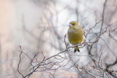 <i class='fa fa-user'></i> Wil Doorn-Meijne |   Groenling  <i class='fa fa-eye'> 224</i>  <i class='fa fa-thumbs-up'> 11</i>   <i class='fa fa-comment-o'> 9</i>