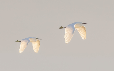 <i class='fa fa-user'></i> Katoo |   Kleine Zilverreiger  <i class='fa fa-eye'> 321</i>  <i class='fa fa-thumbs-up'> 23</i>   <i class='fa fa-comment-o'> 18</i>