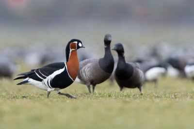 <i class='fa fa-user'></i> Hans Overduin |   Roodhalsgans  <i class='fa fa-eye'> 410</i>  <i class='fa fa-thumbs-up'> 25</i>   <i class='fa fa-comment-o'> 23</i>