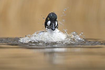 <i class='fa fa-user'></i> Johan G |   Brilduiker  <i class='fa fa-eye'> 459</i>  <i class='fa fa-thumbs-up'> 46</i>   <i class='fa fa-comment-o'> 20</i>