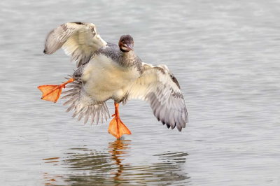 <i class='fa fa-user'></i> Peter Boltjes |   Grote Zaagbek  <i class='fa fa-eye'> 382</i>  <i class='fa fa-thumbs-up'> 23</i>   <i class='fa fa-comment-o'> 12</i>