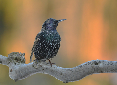 <i class='fa fa-user'></i> henkdikkers |   Spreeuw  <i class='fa fa-eye'> 233</i>  <i class='fa fa-thumbs-up'> 19</i>   <i class='fa fa-comment-o'> 13</i>