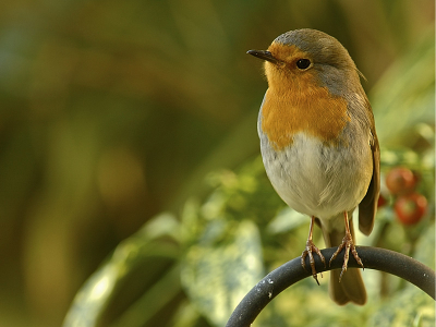 Beginnend vogelaar en fotograaf, mijn eerste Roodborstje in de tuin door het glas geschoten, Nikon D70s AFS 300 f5.6 1/25 Moet nog flink oefenen zeker voor vliegende vogels, wat ik hier allemaal voorbij zie komen geeft me veel inspiratie voor de toekomst.