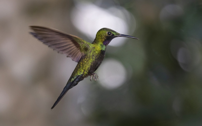 <i class='fa fa-user'></i> Lennart Verheuvel |   Zwartkeelbriljantkolibrie  <i class='fa fa-eye'> 187</i>  <i class='fa fa-thumbs-up'> 5</i>   <i class='fa fa-comment-o'> 9</i>