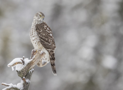 <i class='fa fa-user'></i> steppeke |   Havik  <i class='fa fa-eye'> 371</i>  <i class='fa fa-thumbs-up'> 17</i>   <i class='fa fa-comment-o'> 9</i>