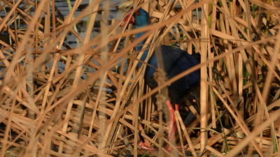 <i class='fa fa-user'></i> JOIN |   Purperkoet  <i class='fa fa-eye'> 167</i>  <i class='fa fa-thumbs-up'> 1</i>   <i class='fa fa-comment-o'> 22</i>