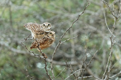 Voor zonsopgang aanwezig op de plaats van bestemming om foto's van de Shoco (Athene cunicularia arubensis) te kunnen maken.