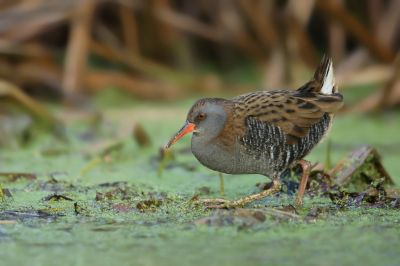 <i class='fa fa-user'></i> Frank Kremer |   Waterral  <i class='fa fa-eye'> 339</i>  <i class='fa fa-thumbs-up'> 19</i>   <i class='fa fa-comment-o'> 10</i>