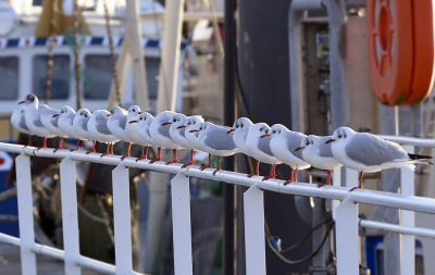 <i class='fa fa-user'></i> henkdikkers |   Kokmeeuw  <i class='fa fa-eye'> 191</i>   <i class='fa fa-comment-o'> 11</i>