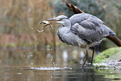 Plots landde hij naast de vijver en ging hij op zoek naar een hapje. Minutenlang stond hij roerloos in het water om dan in een flits een kikker op te scheppen. Toppunt van concentratie en trefzekerheid.