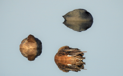 <i class='fa fa-user'></i> sieb |   Smient  <i class='fa fa-eye'> 301</i>  <i class='fa fa-thumbs-up'> 10</i>   <i class='fa fa-comment-o'> 7</i>