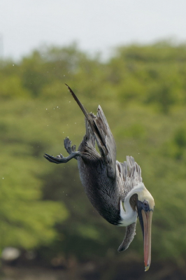 Foto van deze bruine pelikaan gemaakt op Aruba.
Het was leuk om deze vogel in duikvlucht te fotograferen, helaas was hij bijna uit beeld verdwenen.