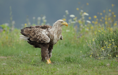 Had al een uit dezelfde serie een zeearend geplaatst toen ie tussen
de bloemetjes aan kwam stappen hier in vol ornaat..