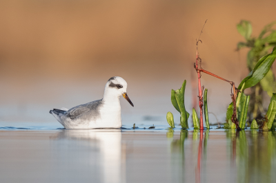 <i class='fa fa-user'></i> Vincent Vuik |   Rosse Franjepoot  <i class='fa fa-eye'> 410</i>  <i class='fa fa-thumbs-up'> 32</i>   <i class='fa fa-comment-o'> 25</i>