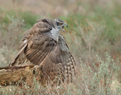 <i class='fa fa-user'></i> corvanspijk |   Havik  <i class='fa fa-eye'> 497</i>  <i class='fa fa-thumbs-up'> 25</i>   <i class='fa fa-comment-o'> 16</i>