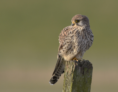 <i class='fa fa-user'></i> henkdikkers |   Torenvalk  <i class='fa fa-eye'> 221</i>  <i class='fa fa-thumbs-up'> 16</i>   <i class='fa fa-comment-o'> 10</i>