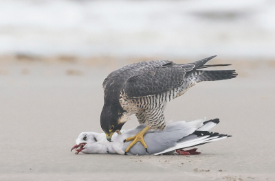 <i class='fa fa-user'></i> Henk Wiebe van der Meulen |   Slechtvalk  <i class='fa fa-eye'> 611</i>  <i class='fa fa-thumbs-up'> 36</i>   <i class='fa fa-comment-o'> 12</i>