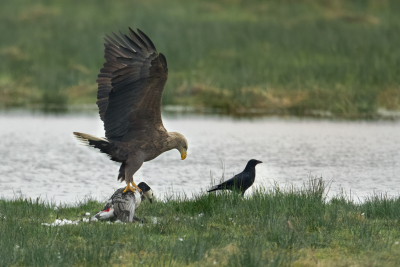 <i class='fa fa-user'></i> anevanrees |   Zeearend  <i class='fa fa-eye'> 640</i>  <i class='fa fa-thumbs-up'> 32</i>   <i class='fa fa-comment-o'> 22</i>