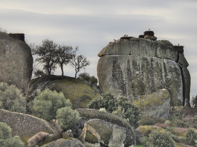 <i class='fa fa-user'></i> sieb |   Ooievaar  <i class='fa fa-eye'> 361</i>  <i class='fa fa-thumbs-up'> 15</i>   <i class='fa fa-comment-o'> 16</i>