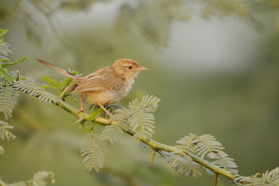<i class='fa fa-user'></i> Gerard Visser |   Witteugelprinia  <i class='fa fa-eye'> 215</i>  <i class='fa fa-thumbs-up'> 7</i>   <i class='fa fa-comment-o'> 12</i>
