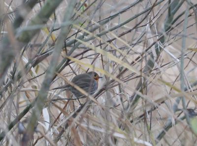 <i class='fa fa-user'></i> Klaasbird |   Roodborst  <i class='fa fa-eye'> 116</i>   <i class='fa fa-comment-o'> 22</i>