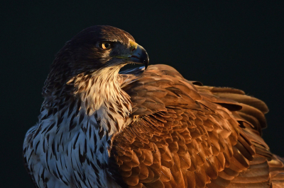 <i class='fa fa-user'></i> janusjansen |   Havikarend  <i class='fa fa-eye'> 297</i>  <i class='fa fa-thumbs-up'> 5</i>   <i class='fa fa-comment-o'> 5</i>