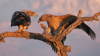 <i class='fa fa-user'></i> corvanspijk |   Spaanse Keizerarend  <i class='fa fa-eye'> 341</i>  <i class='fa fa-thumbs-up'> 14</i>   <i class='fa fa-comment-o'> 11</i>